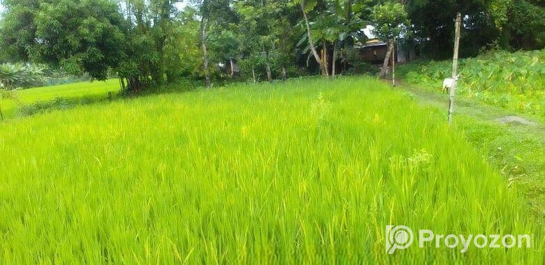 বিস্কুট কোম্পানির পিছনে সুন্দর জায়গা