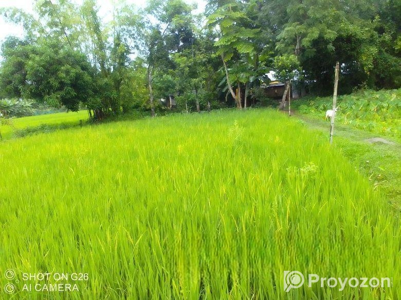 বিস্কুট কোম্পানির পিছনে সুন্দর জায়গা