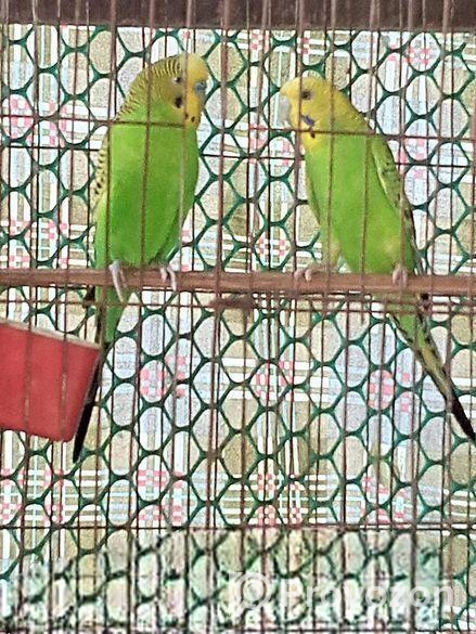 বাচ্চাসহ বাজরিকা পাখি বিক্রি হবে