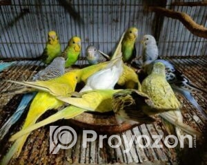 fitted-37_2025-10-28_22-42-40