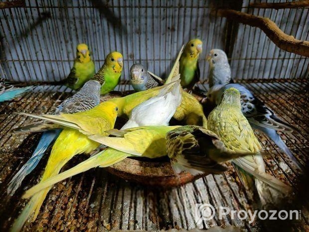 বাজরিগার পাখি