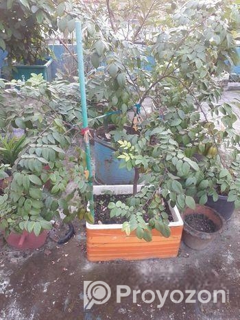 থাই কামরাঙা গাছ