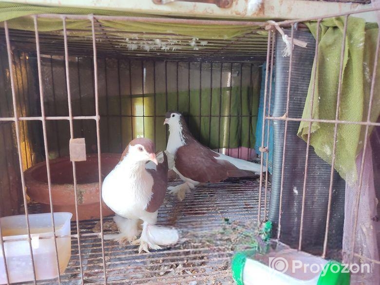 লাল লাহুরী সেল করা হবে