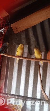 লুটিনো রেড আই বাজিগার