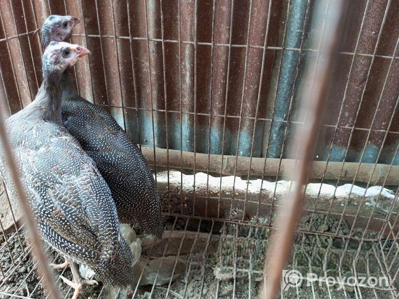 তিথি মুরগি,,