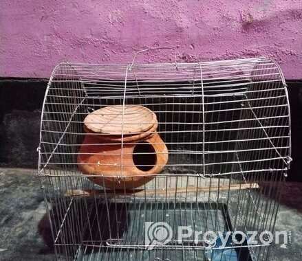 নতুন খাঁচা ফুল সেট আপ সেল হবে