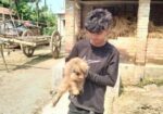 Cat sale