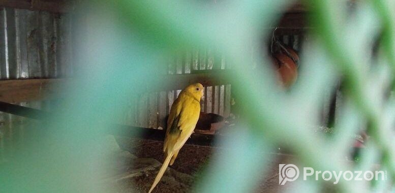 বাজরিগর ( ফুল এডাল্ট)