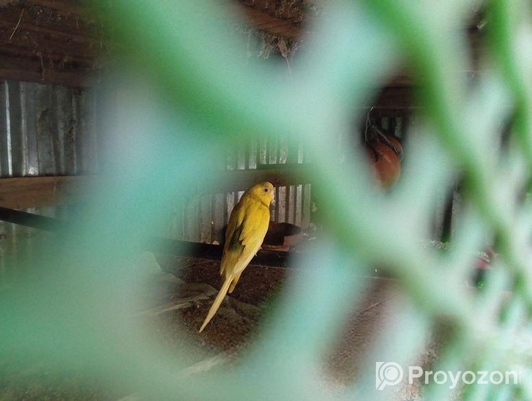 বাজরিগর ( ফুল এডাল্ট)