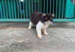 Parsiyan Cat