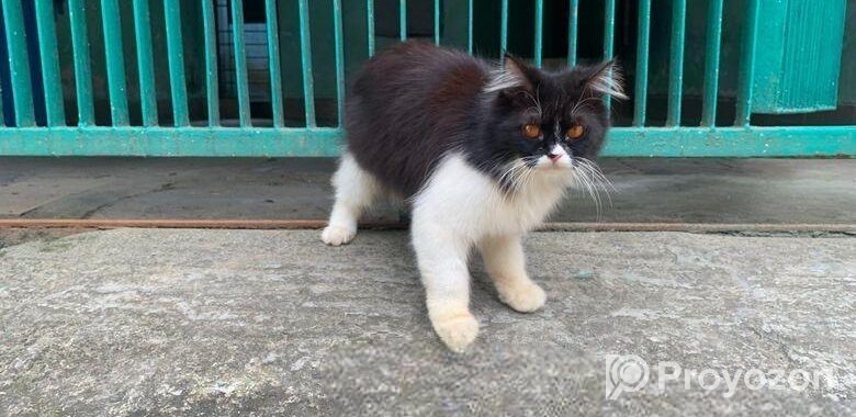Parsiyan Cat