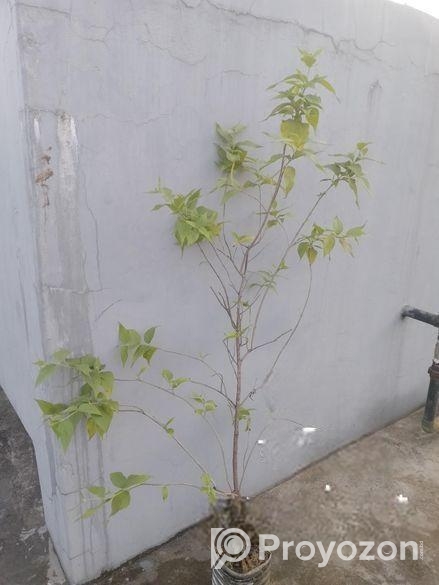 গাছ বিক্রি