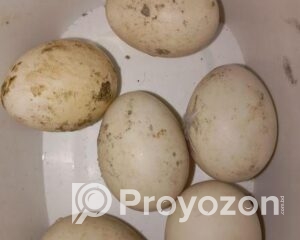 fitted-38_2025-10-28_10-40-02-1