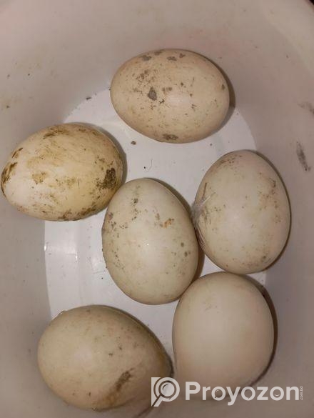 চীনা হাঁসের বীজ ডিম