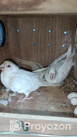 এলভিনো ককাটেইল