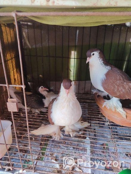 লাল লাহুরী সেল করা হবে