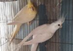 Cockatiel Breeding Pair