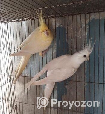 Cockatiel Breeding Pair