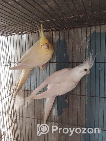 Cockatiel Breeding Pair