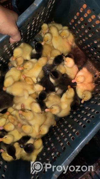 এক দিন বয়সের হাঁসের বাচ্চা বিক্রি করা হবে