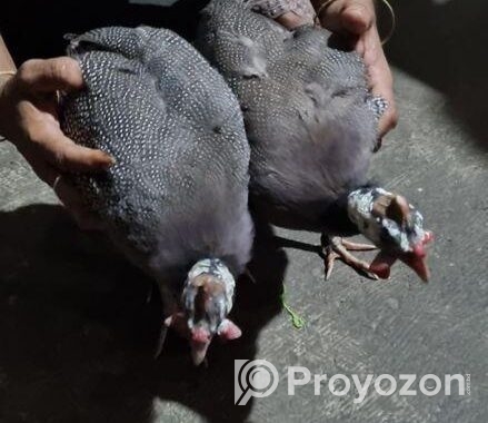 তিত মুরগী