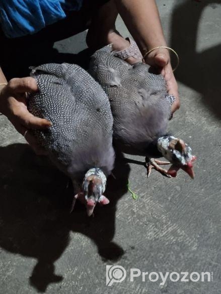 তিত মুরগী