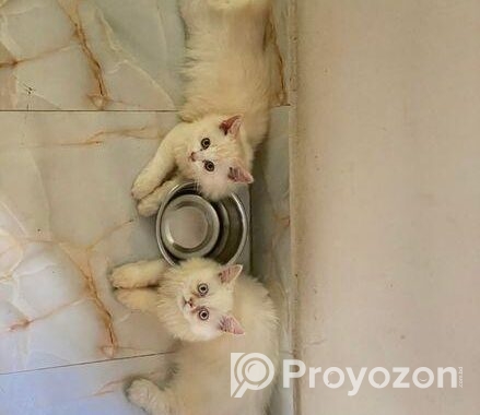 Traditional Persian kitten