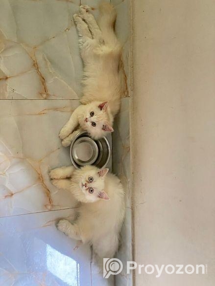 Traditional Persian kitten