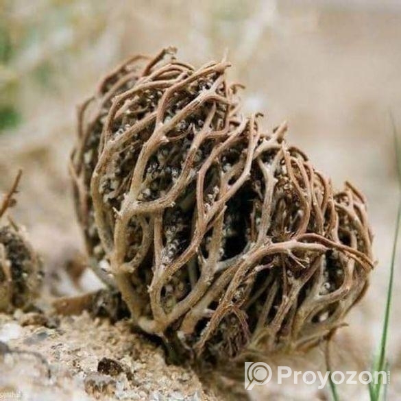 মরিয়ম ফুল