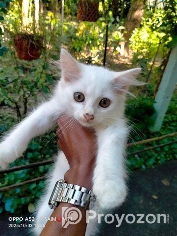 পার্শিয়ান ছেলে বিড়াল