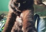 Persian cat