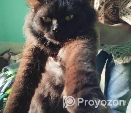 Persian cat