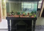 Aquraiaum For Sell