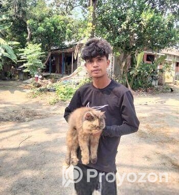 Cat sale