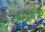 Suzuki Gixxer Monotone 2017