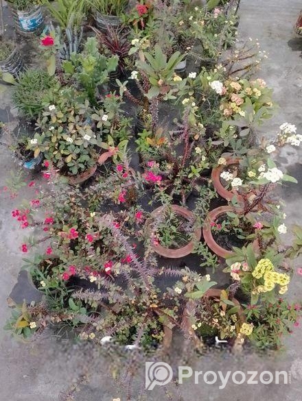 গাছ বিক্রি