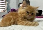 Persian kitten
