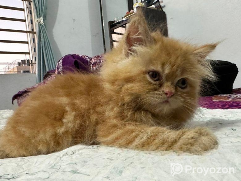 Persian kitten