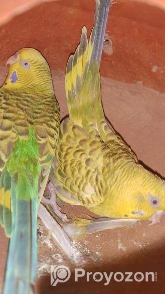 বাজরিগর পাখি