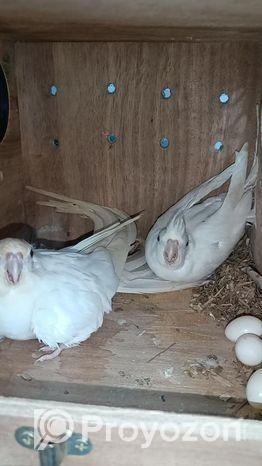 এলভিনো ককাটেইল