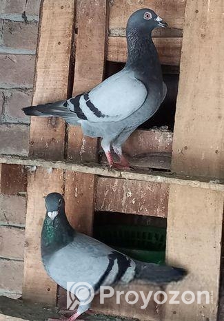 খোপ সহ কবুতর বিক্রি হবে