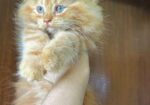 Pure Persian Kitten
