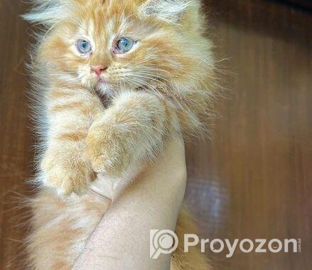 Pure Persian Kitten