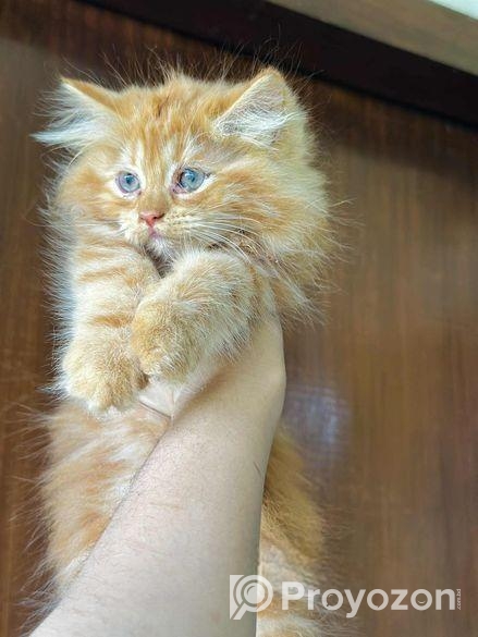 Pure Persian Kitten