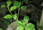 শুভ্রা বাগানবিলাস