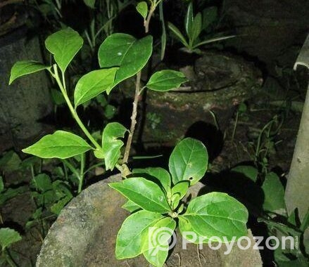 শুভ্রা বাগানবিলাস