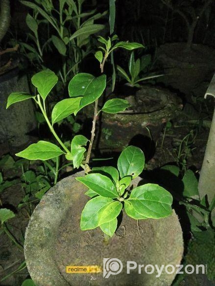 শুভ্রা বাগানবিলাস