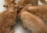 Traditional Persian Kitten