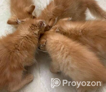 Traditional Persian Kitten