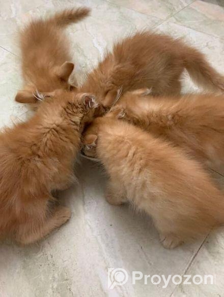 Traditional Persian Kitten